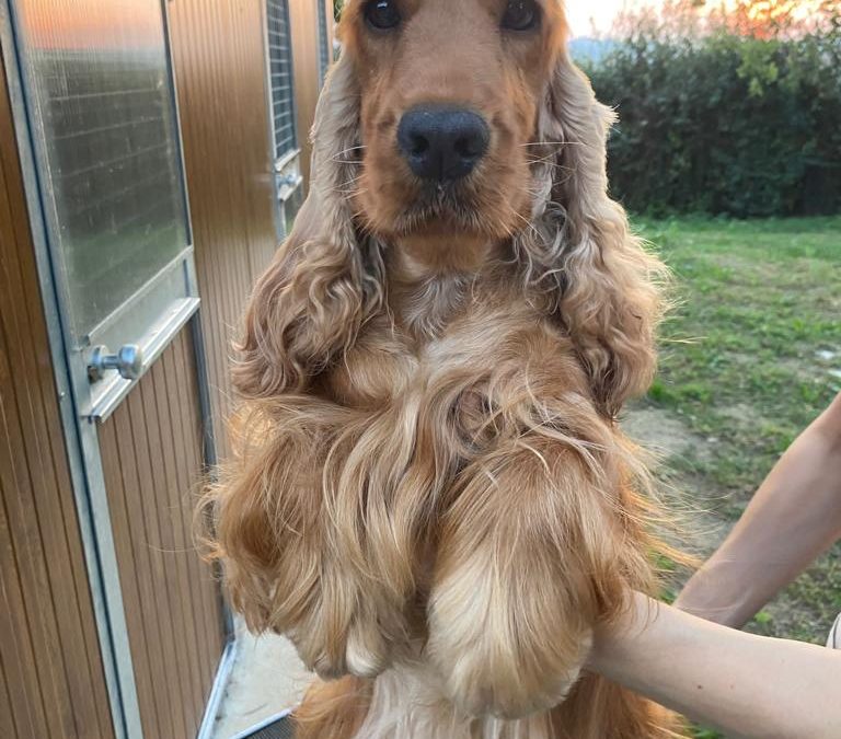 Gioia