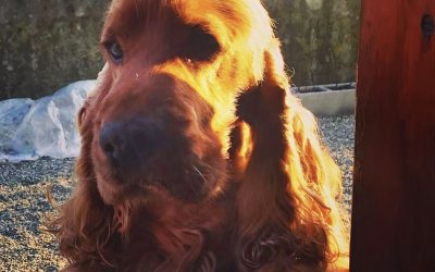 Non solo cuccioli: tutte le età dei cani in un allevamento