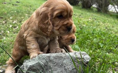 Il prezzo di un cucciolo: una domanda legittima, ma non l’unica