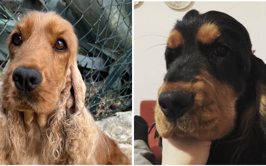Gioia X Bambolo