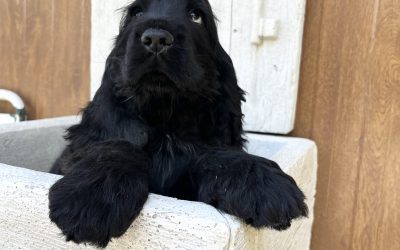 Le visite in allevamento: come funzionano e perchè