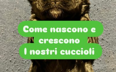 Come crescono i nostri cuccioli