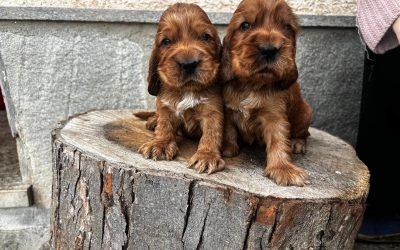 Perchè preferisco una telefonata ad un messaggio