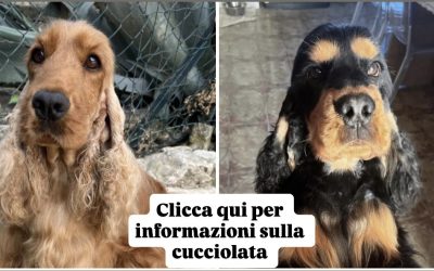 Gioia X Bambolo