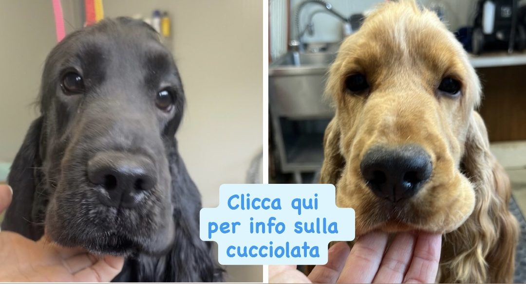 Viola X Bacio
