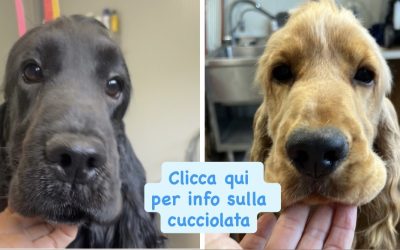 Viola X Bacio