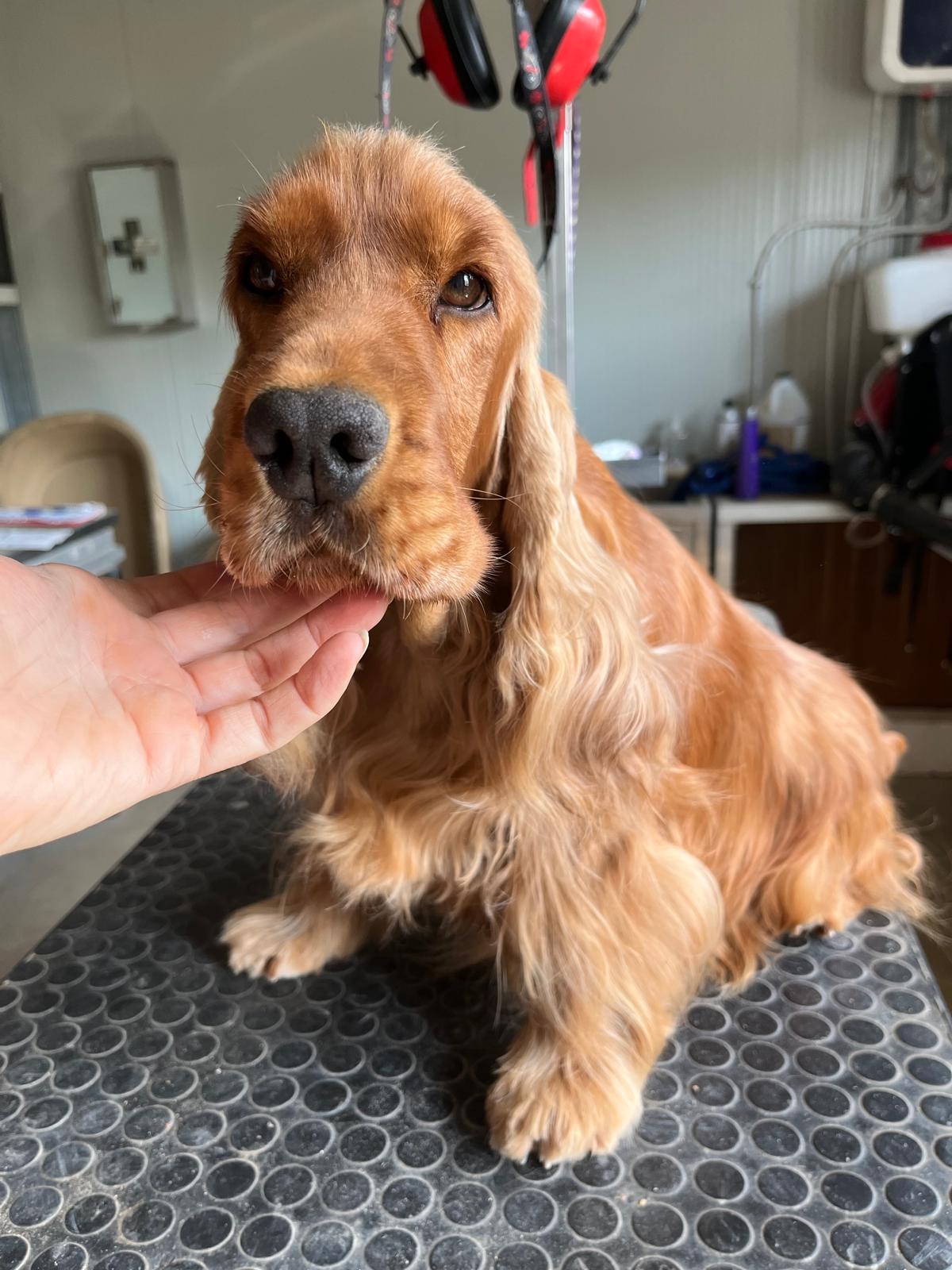 cocker spaniel inglese olimpia