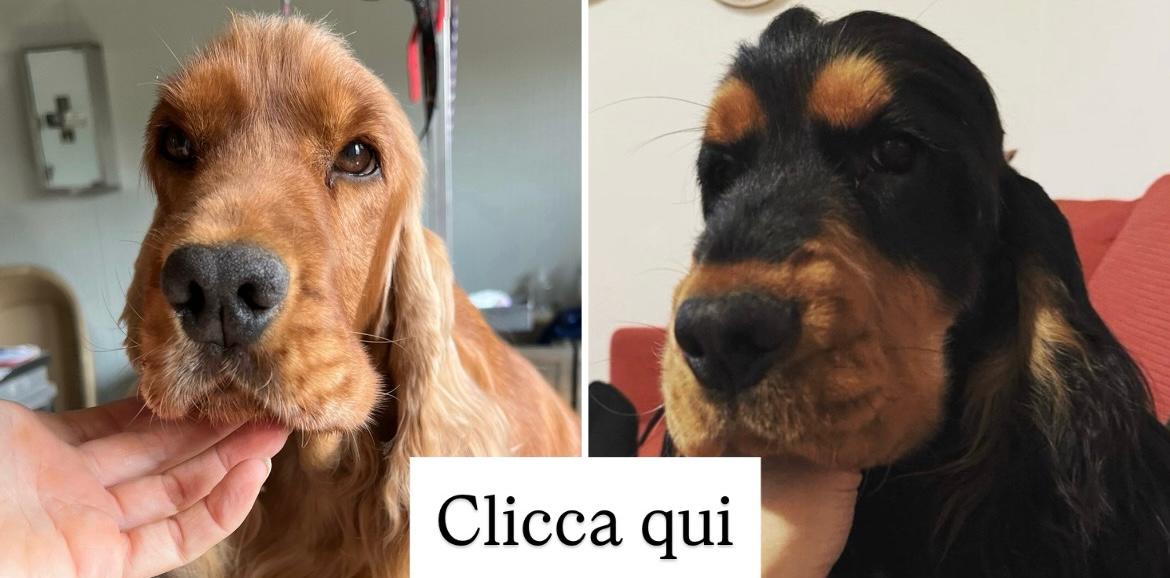 cuccioli cocker spaniel inglese olimpia bambolo